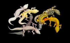 SE Gecko Group without Website address.jpg