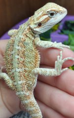 Dragon3.jpg