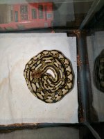 IMG_20161202_174911.jpg