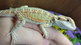 Dragon2.jpg