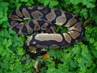 19-2013 Pastel female #2 1100 gm $120.00.jpg