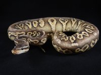 Female Black Pewter Yellowbelly.JPG