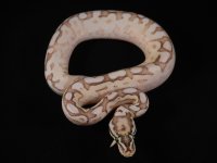 Male Leopard Queen Bee Het Ghost.JPG