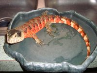 ANIMAL PICS 045.JPG