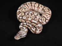 Female Black Pewter Bee Yellowbelly Het Ghost 2.JPG