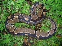 15-Proven breeder het Pied female #75 1600 gm $430.00.jpg