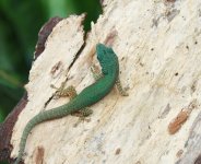 IMG_3520.jpg