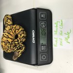 2016 Pastel Yellowbelly 100% Het Clown Male 2016.jpg