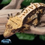 crested-gecko-Fs45t.jpg
