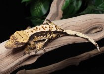 crested-gecko-Fs45b.jpg