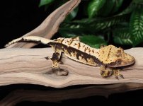 crested-gecko-Fs45c.jpg