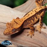 crested-gecko.jpg