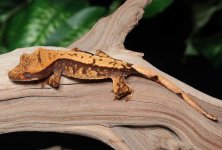 crested-gecko-Fs49b.jpg