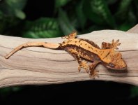 crested-gecko-Fs49c.jpg