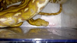 Blonde Tiger Retic Male 02.jpg