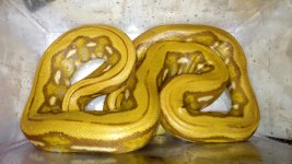 Blonde Tiger Male 01.jpg