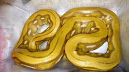 Blonde Tiger Retic.jpg