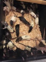 Rats..jpg