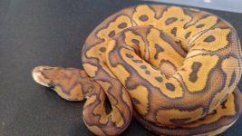 hypo clown.jpg