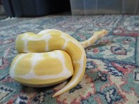 Lucy2.jpg
