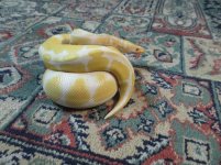 Lucy1.jpg