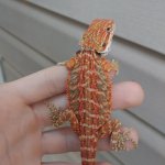 IMG_20161119_130659.jpg
