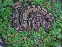 22-Proven breeder Normal female #18 1600 gm $100.00.jpg