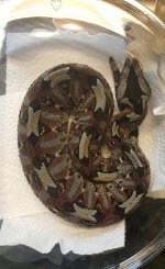 VZM.IMG_20170203_155122.jpg