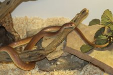 IMG_5747.jpg