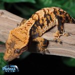 Extreme-harlequin-Crested-Gecko-Dc17T.jpg