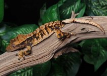 Extreme-harlequin-Crested-Gecko-Dc17c.jpg