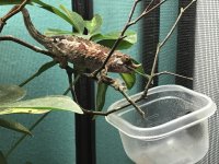 1 Female 1 Feeding 1.jpg