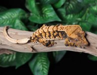 Extreme-harlequin-Crested-Gecko-Dc17d.jpg