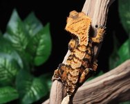 Extreme-harlequin-Crested-Gecko-Dc17a.jpg
