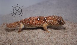 chondromale2.jpg