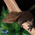 Black-Crested-Gecko-for-sale-Dc8T.jpg