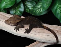 Black-Crested-Gecko-for-sale-Dc8b.jpg