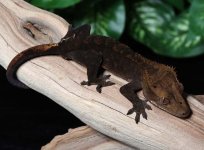 Black-Crested-Gecko-for-sale-Dc8c.jpg