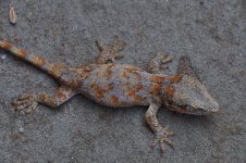 DSC_0747.jpg