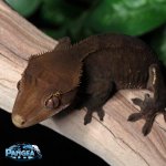 Black-Crested-Gecko-for-sale-Dc9T.jpg