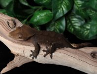 Black-Crested-Gecko-for-sale-Dc9b.jpg