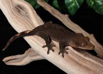 Black-Crested-Gecko-for-sale-Dc9c.jpg