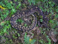 Proven breeder Black Pastel het Hypo male #123 800 gm $195.00.jpg