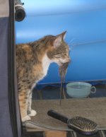Mighty hunter 2.jpg