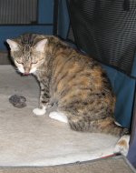 Mighty hunter 1.jpg