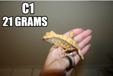 c1 (2).png