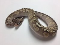 PASTEL LESSER GHI BALL PYTHON - FEMALE #20162RF2 .jpg
