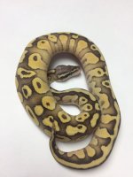 pastel lesser vanilla.jpg