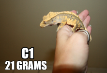c1 (3).png