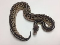PEWTER BALL PYTHON - FEMALE #2016F01 .jpg